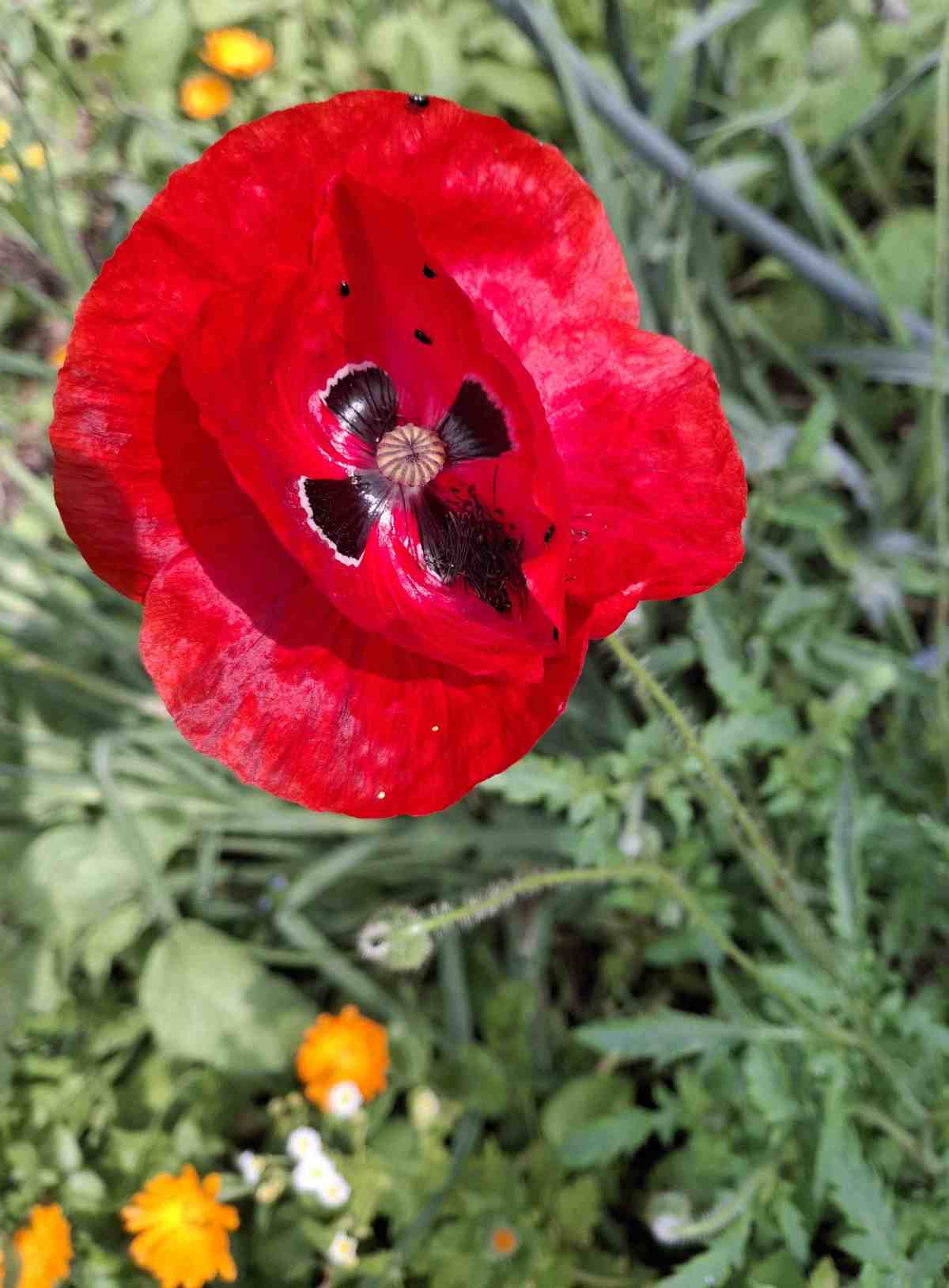 Einladung zum Workshop „Gartenkeramik“
